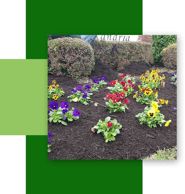 A garden with many different flowers in it